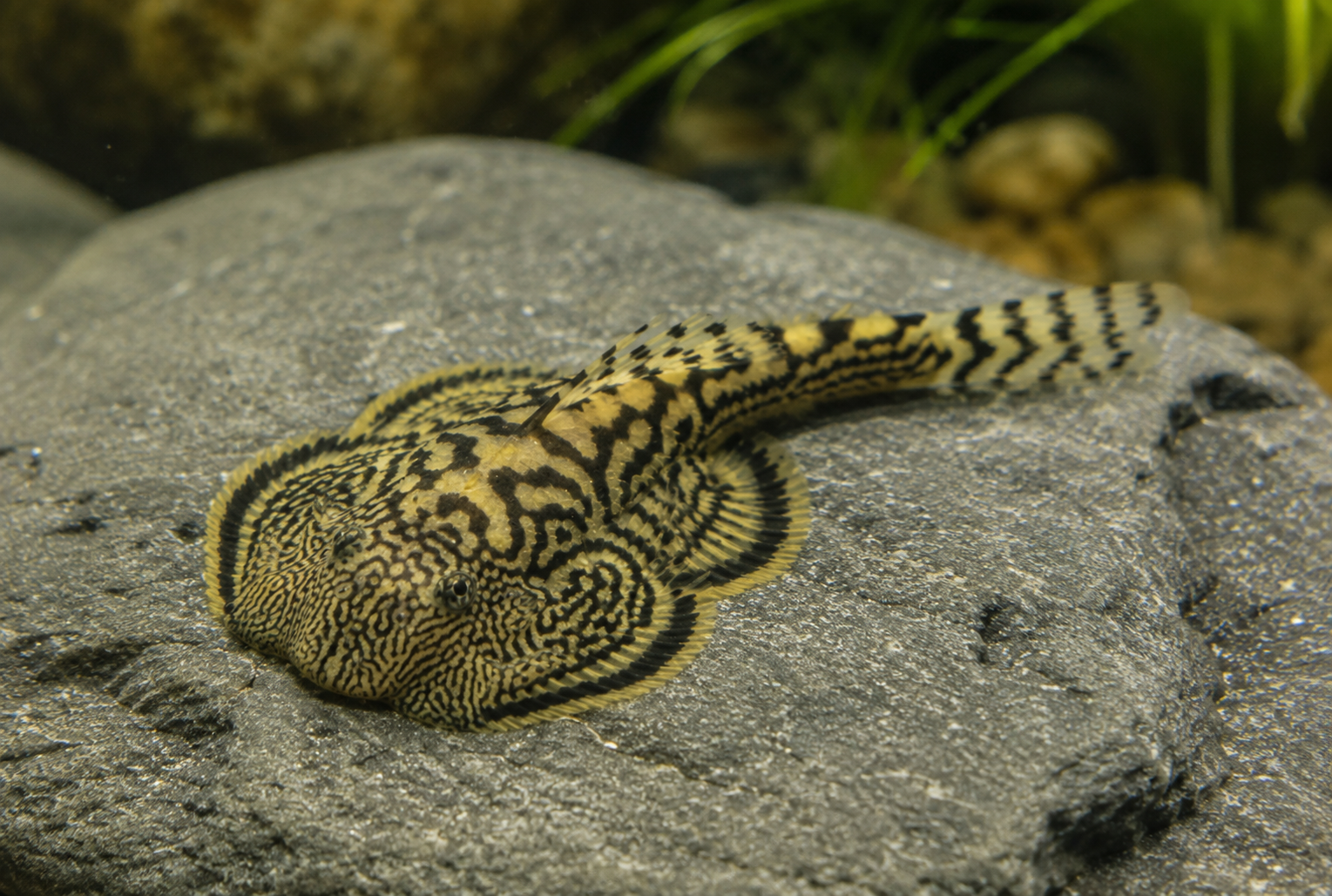 Sewellia lineolata