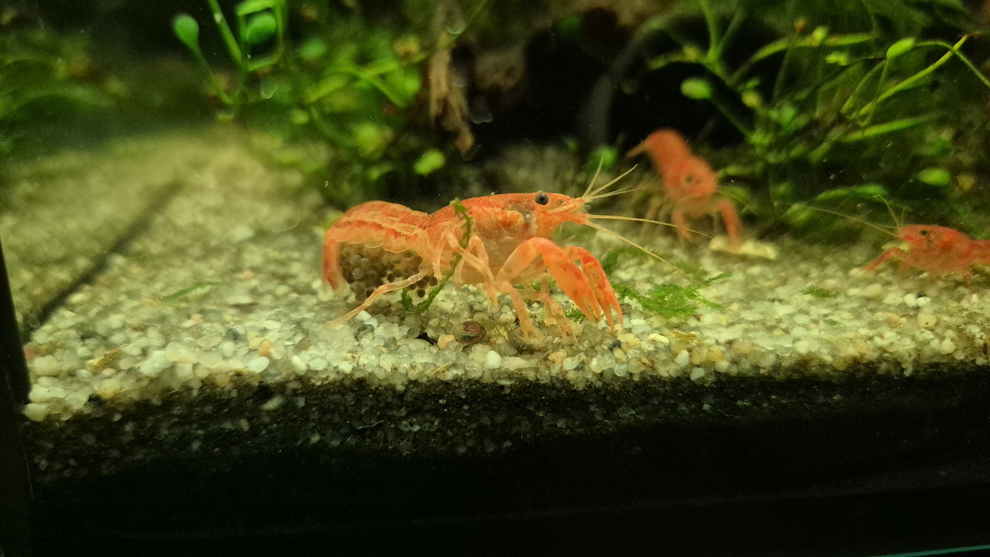 CPO (crevisse naine orange)