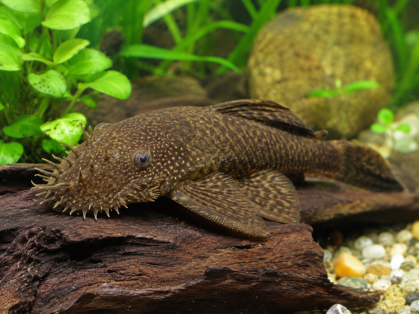 Ancistrus